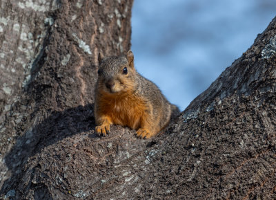 D750 Animals