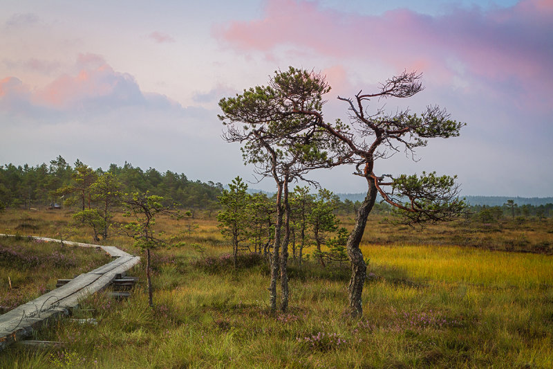 Sunrise over Torronsuo National Park