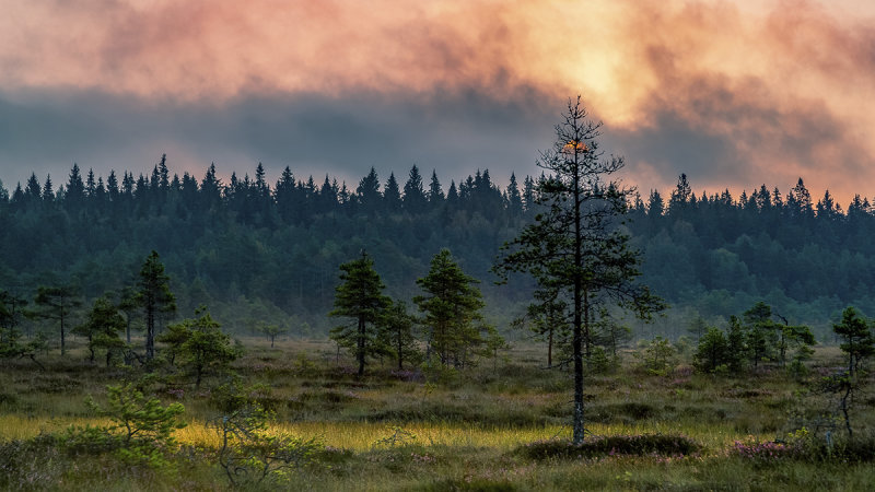 Sunrise, Torronsuo National Park