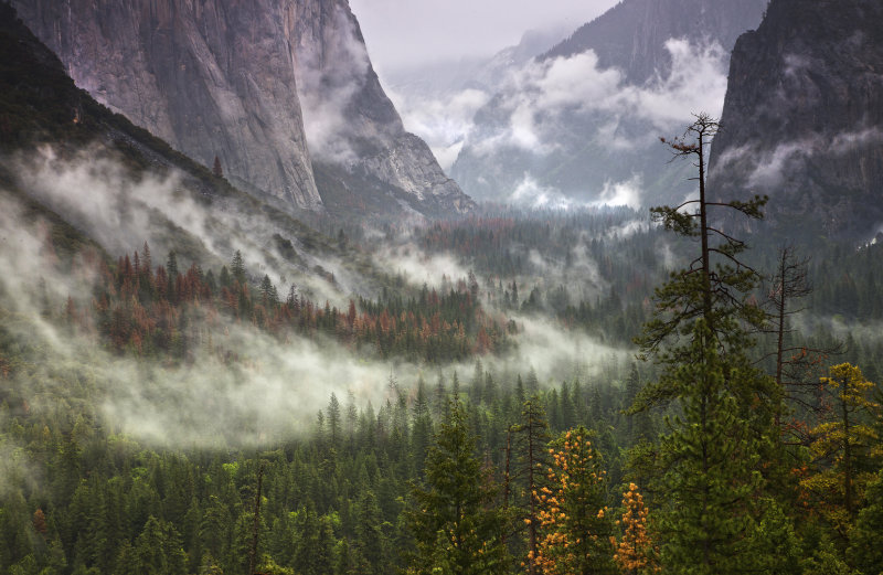 Yosemite Fog