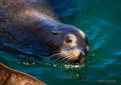 Sea Lion Swim
