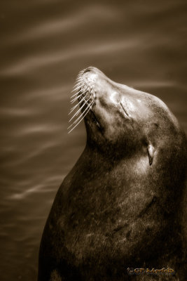 Sea Lion Zen