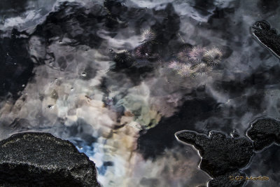 Tide Pool Nebula