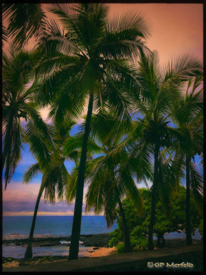 Miloli'i Palms