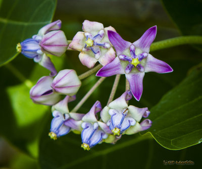 Crown Flower II