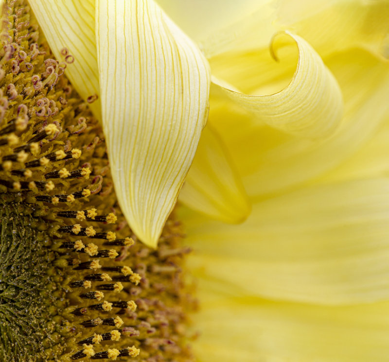 Lemon yellow sunflower