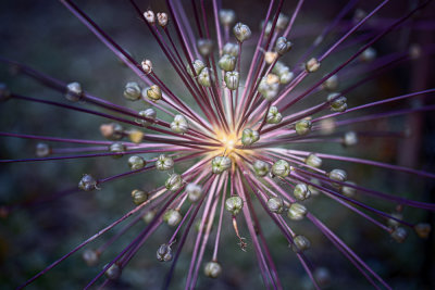 Allium Explosion