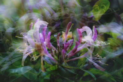 a dream, heavily scented in honeysuckle