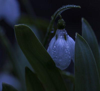 Snowdrop's evening look