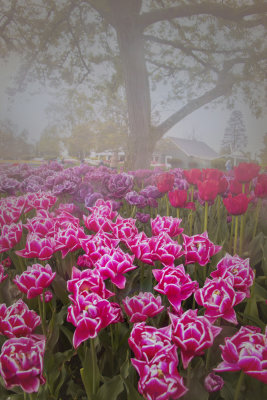 Tulip Garden in the rain