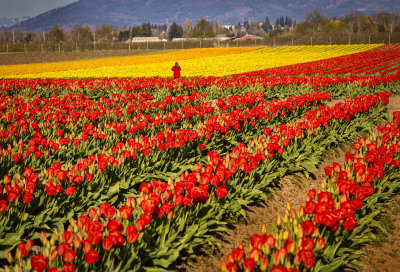 Glorious color in the Tulip fields