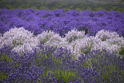 The many looks of lavender...