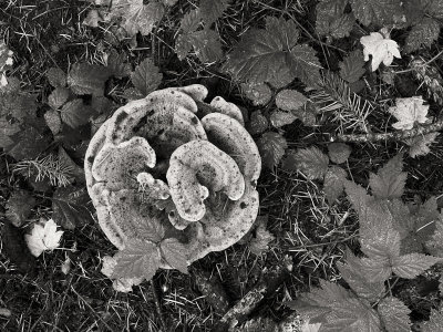 Turkey Tail