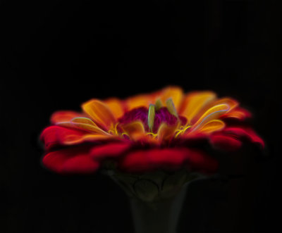 Electrified Zinnia