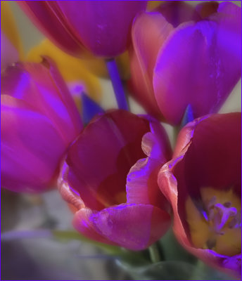 Tulips under UV light