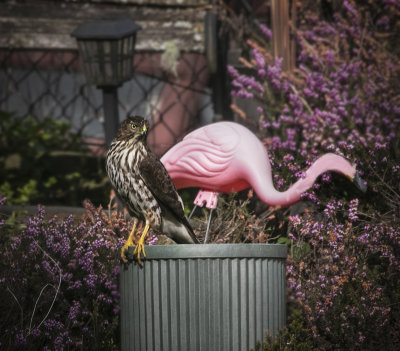 The hawk and the pink flamingo