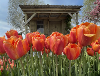 The garden shed among prized tulips