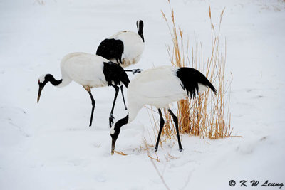 Red-Crowned Crane DSC_9349