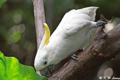 Yellow-Crested Cockatoo