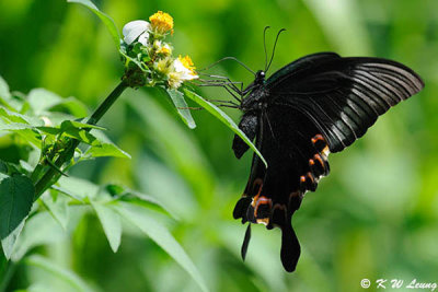 Papilio paris DSC_8882