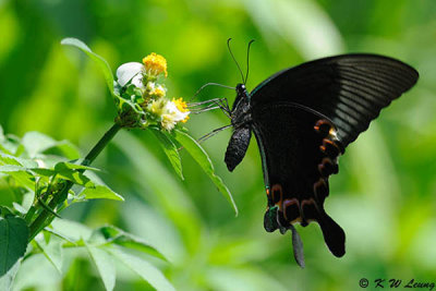 Papilio paris DSC_8885