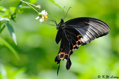 Papilio paris DSC_8911