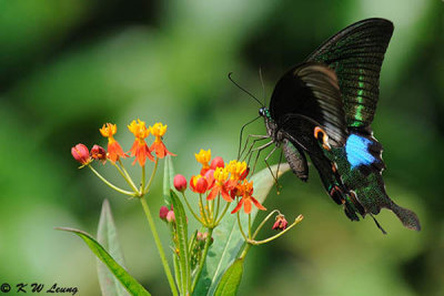 Papilio paris DSC_9105
