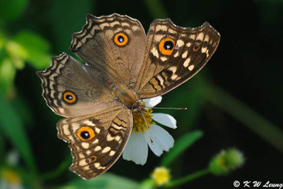 Junonia lemonias DSC_9223