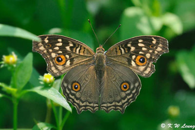 Junonia lemonias DSC_9218