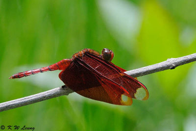 Neurothemis fulvia DSC_9439