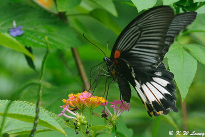 Papilio memnon DSC_9556