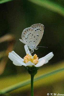Zizeeria maha DSC_9704