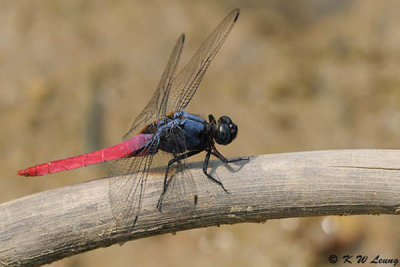 Orthetrum pruinosum neglectum DSC_9602