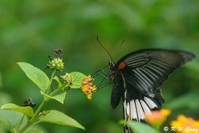 Papilio memnon DSC_9548