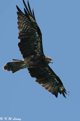 Black Kite DSC_9755