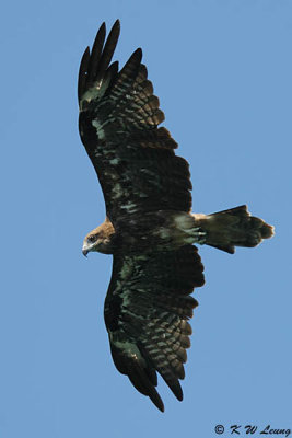 Black Kite DSC_9786