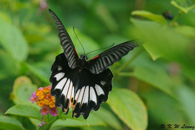 Papilio memnon DSC_9544