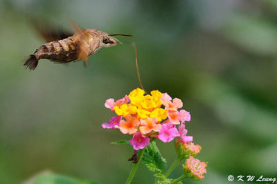 Macroglossum insipida DSC_1372