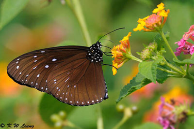 Euploea midamus DSC_1336