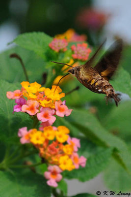 Macroglossum insipida DSC_1356