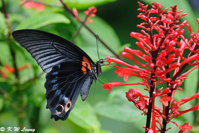 Papilio memnon DSC_2343