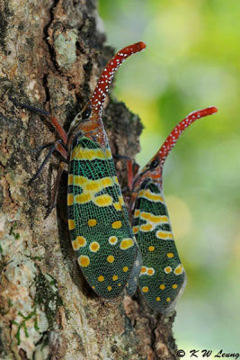 Lantern Fly DSC_5546