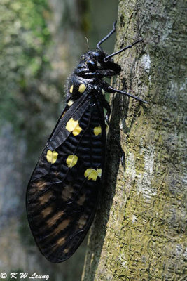 Spotted Black Cicada DSC_5542