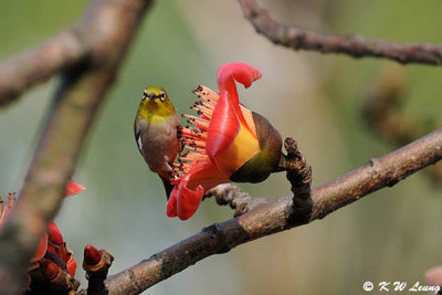 Japanese White-eye DSC_5757