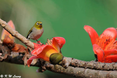 Japanese White-eye DSC_5690