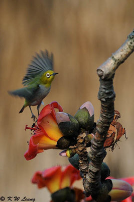 Japanese White-eye DSC_5895