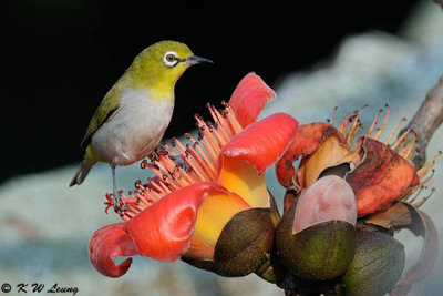 Japanese White-eye DSC_5868