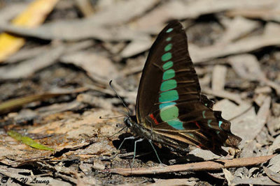 Graphium sarpedon DSC_1446