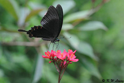 Papilio paris DSC_1598