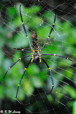 Nephila pilipes DSC_6796